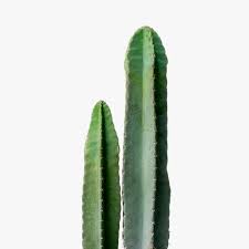 Image result for Cereus