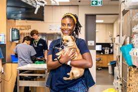 24 hour pet hospital emergency services we're here when your pet's primary veterinarian's office is closed. North Shore Veterinary Hospital Crows Nest Artarmon St Leonards