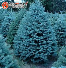 If i google blue pine i just get results for blue spruce, blue cedar and restaurants, hotels etc. Best Selling Pack 100 Pcs Blue Spruce Seeds Picea Tree Potted Bonsai Courtyard Garden Bonsai Plant Pine Tree Seeds Buy Online In Bahamas At Bahamas Desertcart Com Productid 71200994