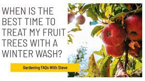 We did not find results for: When Is The Best Time To Treat My Fruit Trees With A Winter Wash Youtube