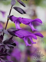 Maybe you would like to learn more about one of these? Salvia Amistad From Burncoose Nurseries