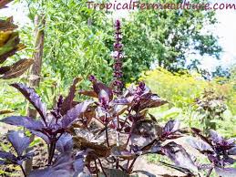 Once the flowers die back, each plant develops pods like seed heads. Growing Basil How To Grow Basil In Your Permaculture Garden