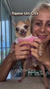 Dame Un Rrrr Cancion Perro