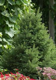 Dwarf Evergreen Trees 15 Exceptional Choices For The Yard And Garden