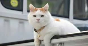 Agir Abi Goruntuler Ile Kedi Hayvanlar Alemi Hayvanlar