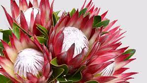 → see the proteas | meaning, pronunciation, translations and examples. Gardening Enduring Love Affair With Pretty Proteas The Maitland Mercury Maitland Nsw