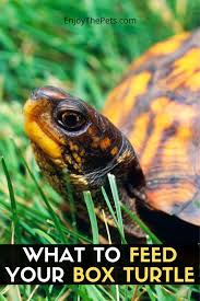 You can eat zucchini skin. What To Feed Your Box Turtle In 2021 Food Animals Box Turtle Turtle Diet