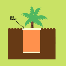 Kaedah penanaman kelapa sawit tidak sukar, untuk petani dan usahawan yang telah mengalami pasti mereka tahu lebih macam mana nak tanam kelapa sawit, supaya mereka mendapatkan tanaman yang baik, anda perlu rajin dan teliti dalam merawat minyak sawit. Cara Menanam Anak Pokok Sawit