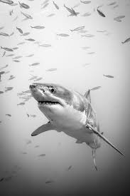 Pin By Dean Jones On I Love Sharks White Sharks Great White Shark Shark Photos
