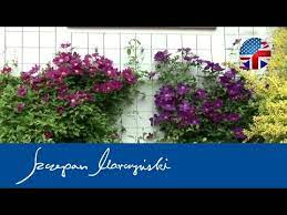 Check spelling or type a new query. Clematis How To Support Them Youtube