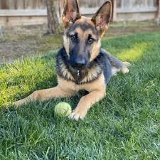 I was very pleased with the service we received at the pet hospitals. Waterhouse Animal Hospital Of Clovis 11 Photos 54 Reviews Veterinarians 245 Bullard Ave Clovis Ca Phone Number Yelp