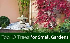 These small evergreen shrubs are low maintenance and compact. 10 Best Trees For Small Gardens Beautiful Small Trees Small Gardens Flowering Cherry Tree Small Trees