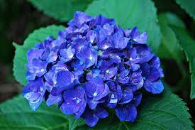 We did not find results for: 20 Most Beautiful Blue Flowers In India Flowers In India