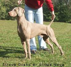 Image result for výmarský krátkosrstý ohař