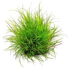 Image result for Tetrapogon tenellus