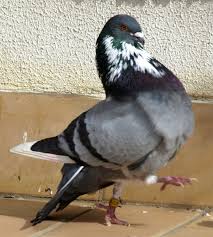 Terkadang merpati menyusul diakhir dengan tembak yang kencang ke betina. 15 Cara Memilih Burung Dara Dan Merpati Yang Bagus