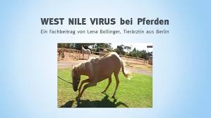 Information on west nile virus. West Nile Virus Pferde World