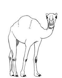 These very strange and domesticated animals are easy to recognize with their single hump and funny looking head. 10 Camels Ideas Camels Art Drawing Lessons Camels