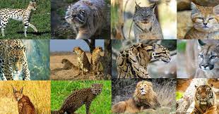 You may think that you know everything there is to know about cats, but can you answer these questions every cat owner should know? Quiz Can You Name All 15 Of These Big Cat And Wild Cat Species The Ark In Space
