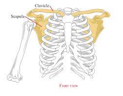 Human anatomy drawing drawing theory. Scapula Wikipedia