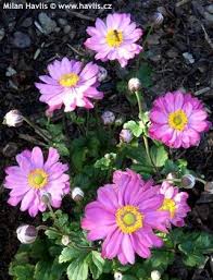 Anemone Hupehensis Var Japonica Pamina Anemone Japonica Flowers