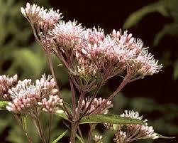 The red oak tree is new jersey's official state tree. Fs1140 Incorporating Native Plants In Your Residential Landscape Rutgers Njaes