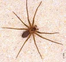Natural spider pest control & identifying the more common spiders. Pin On Pests