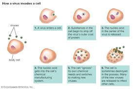 نتیجه جستجوی لغت [infect] در گوگل