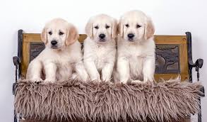 Image result for zlatý retrívr