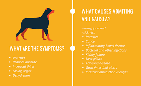A vomiting dog may show abdominal heaving and nausea. What Is Cbd And How To Use It For Treating Your Pet My Lovely Pets