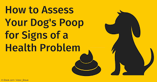 Assessing Your Dogs Poop For Signs Of Health Problem