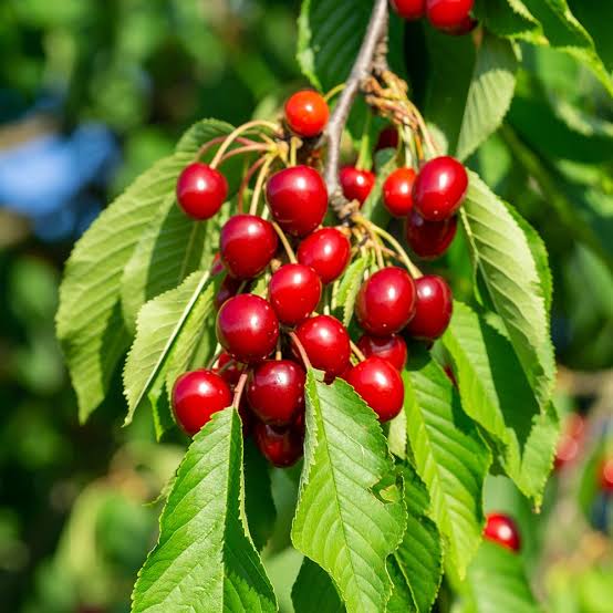 PRUNUS AVIUM (WILD CHERRY OR SWEET CHERRY OR GEAN OR BIRD CHERRY) | Χορομίδης