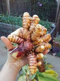 Pin On Gardening