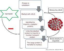 However it is assumed that all active members and derivatives of the avermectin family share a common mechanism of action. Ivermectin Potential Candidate For The Treatment Of Covid 19 The Brazilian Journal Of Infectious Diseases