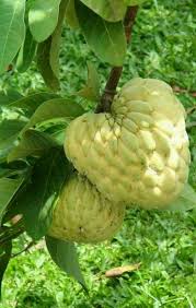 Pin On Frutas Y Verduras H