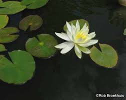 Check spelling or type a new query. Hardy Water Lily A Profile Of A Water Plant Howstuffworks