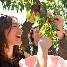 Brentwood U-Pick farms packed for cherry season