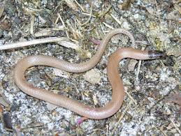 Check spelling or type a new query. Florida Crowned Snake