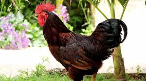 Maybe you would like to learn more about one of these? Rhode Island Red Chickens Cold Hardy Brown Egg Layers Youtube