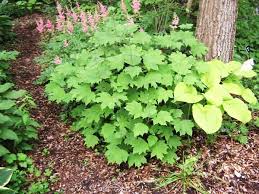 Check spelling or type a new query. The Woodland Garden Natural Landscaping Gardening And Landscape Design In The Catskills And Hudson Valley Including Ulster County Ellenville New Paltz Kingston And Woodstock