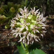 Asclepias Lemmonii Asclepias Milkweed Plants