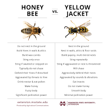 Honey Bee or Yellow Jacket?