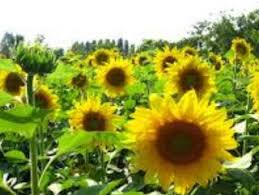 Bunga matahari dalam bahasa latin (helianthus annuus l) merupakan salah satu jenis bunga yang tumbuh mekar dalam satu tahun sekali (musiman). Bunga Matahari Helianthus Annuus L Ganesha Flora Bali