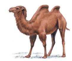 How Does A Camel Survive In The Desert