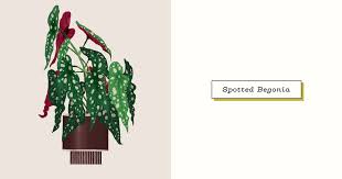 How do you know if your plant is overwatered? Spotted Begonia