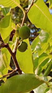 Image result for Diospyros batocana