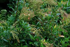 Image result for Leucas urundensis