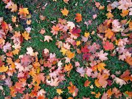 Peranan bahasa melayu sebagai bahasa ilmu: Musim Luruh In English Englshpois