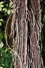 Image result for Ficus muelleriana
