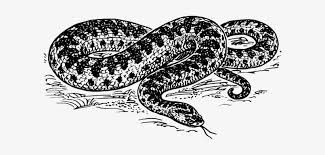 Free printable anaconda coloring pages in vector format, easy to print from a computer or phone, and automatically fit any paper size. Anaconda Coloring Pages Serpiente En Blanco Y Negro Png Image Transparent Png Free Download On Seekpng